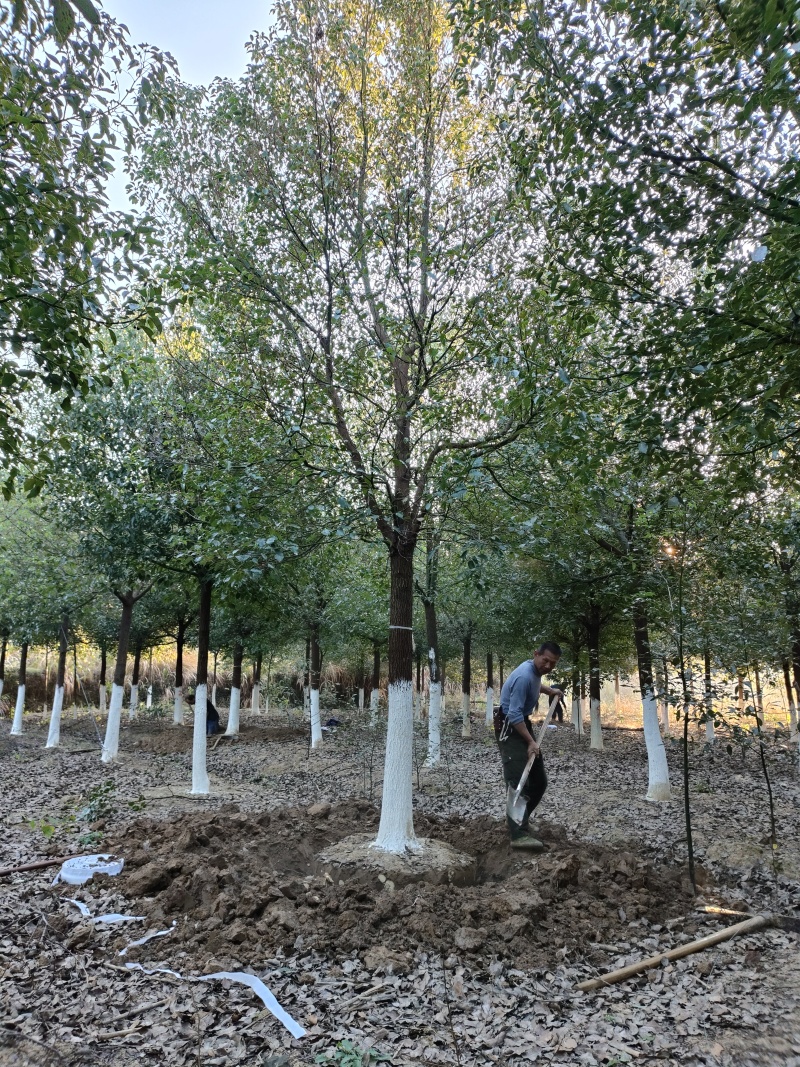 香樟基地1一20公分，现货长期有效，15公分价格。