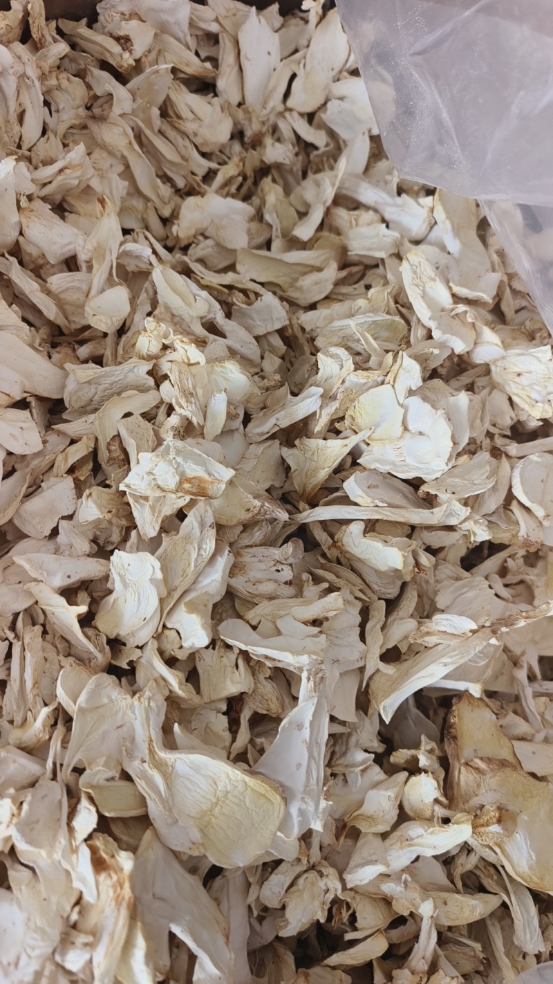 杏鲍菇大片，中小片，根片颗粒场地源头货源，常年加工烘干