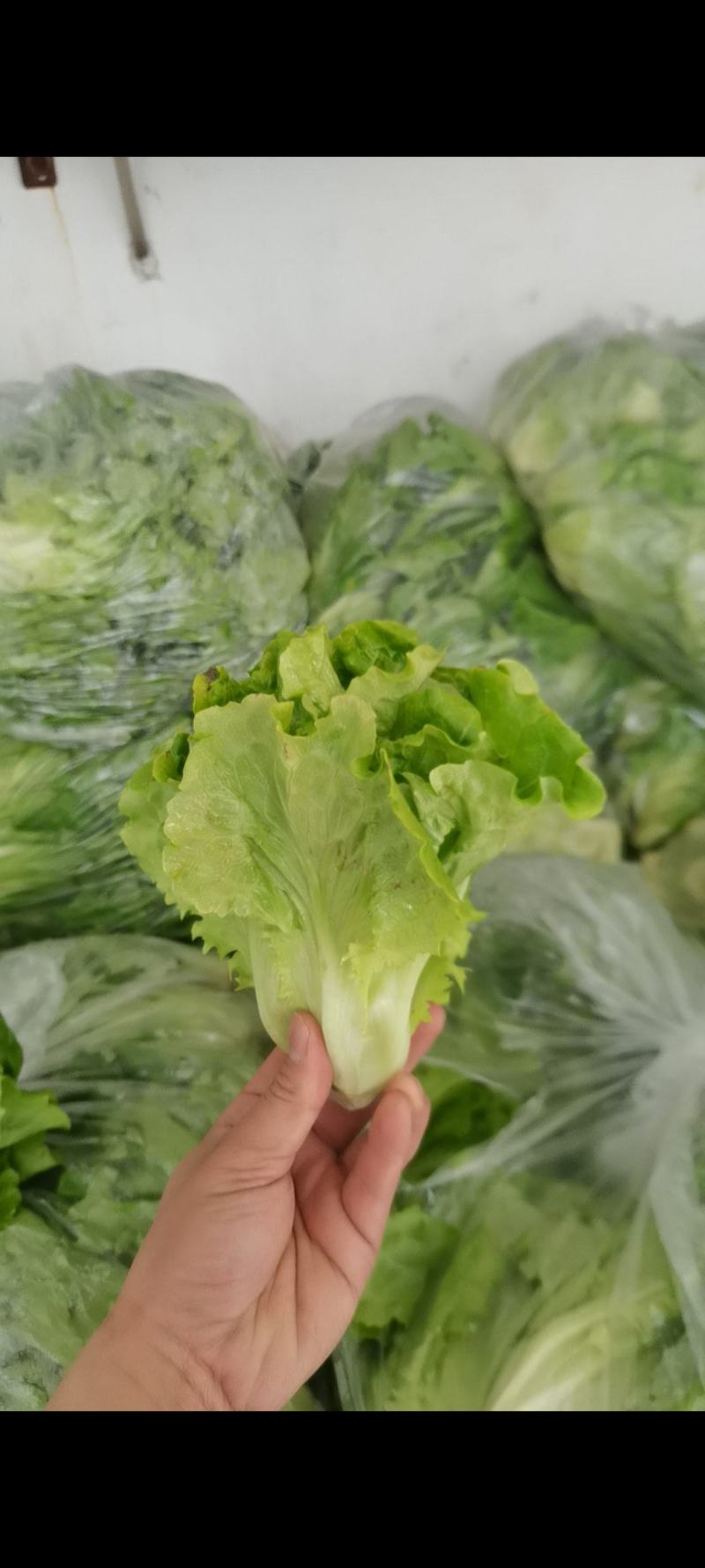意大利生菜（温棚）供应各种电商，批发，量大