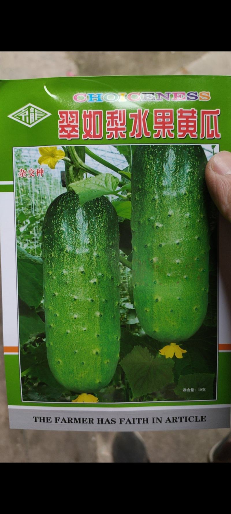 优质短棒圆筒型水果黄瓜种子刺溜小瓜长节节有瓜翠绿色