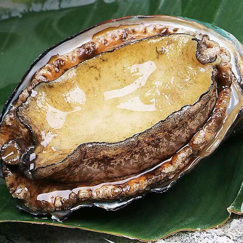 鲍鱼新鲜大号冷冻海鲜水产鲜活生鲍鱼商用鲍鱼鲍鱼鲍鱼鲍鱼鲍
