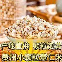 小薏仁米贵州今年特产优质米仁苡米仁小薏米搭配红豆赤豆五谷