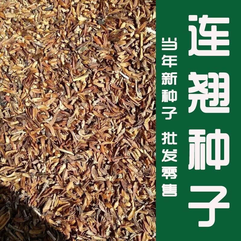 连翘种子，大果高产3号连翘种子，科研5号高产连翘种子