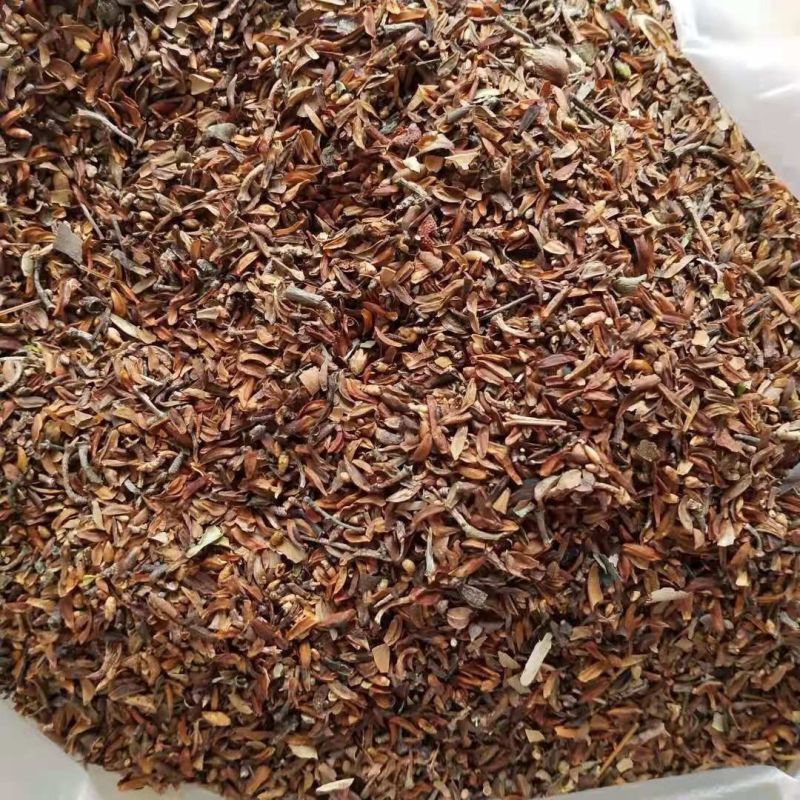 连翘种子，大果高产3号连翘种子，科研5号高产连翘种子