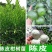 【HOT】优质供货电商新会柑苗陈皮苗广西钦州，货量充足