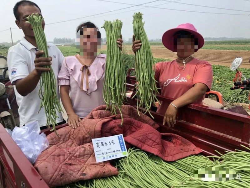 荚荚乐3号长豆角种子翠绿条豇豆种子荚条顺直不鼓籽纤维少