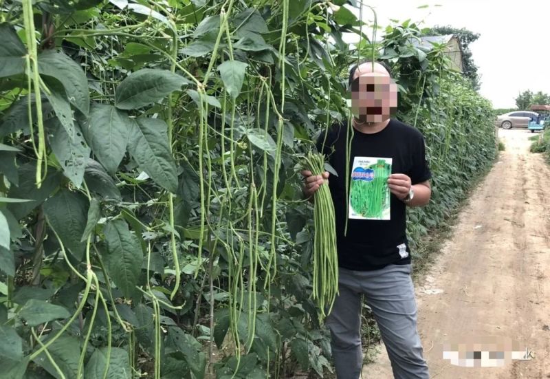 荚荚乐3号长豆角种子翠绿条豇豆种子荚条顺直不鼓籽纤维少
