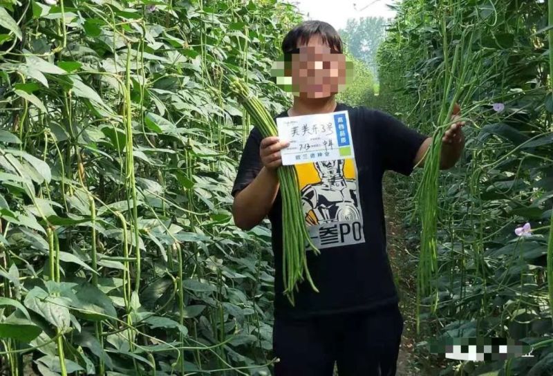 荚荚乐3号长豆角种子翠绿条豇豆种子荚条顺直不鼓籽纤维少