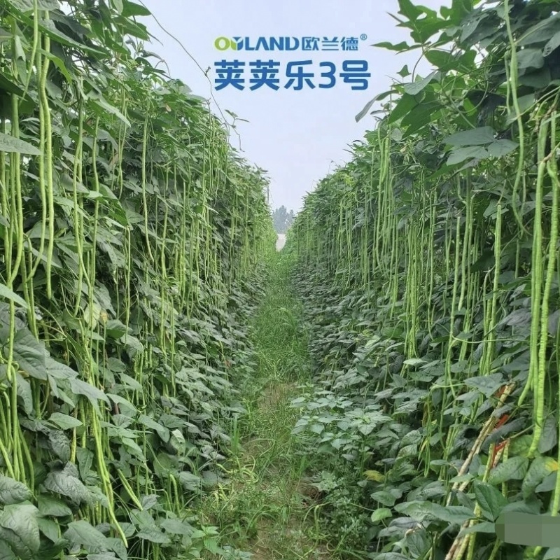荚荚乐3号长豆角种子翠绿条豇豆种子荚条顺直不鼓籽纤维少