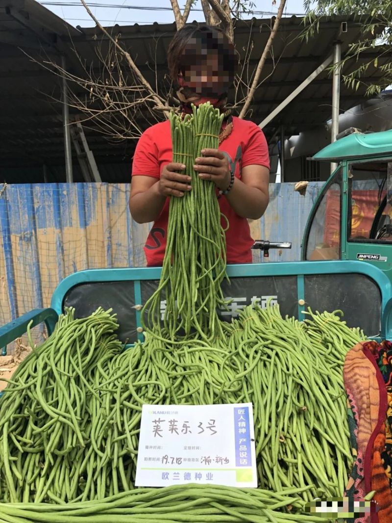 荚荚乐3号长豆角种子翠绿条豇豆种子荚条顺直不鼓籽纤维少