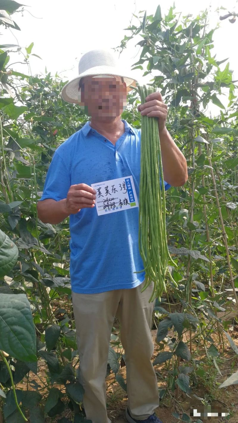 荚荚乐3号长豆角种子翠绿条豇豆种子荚条顺直不鼓籽纤维少