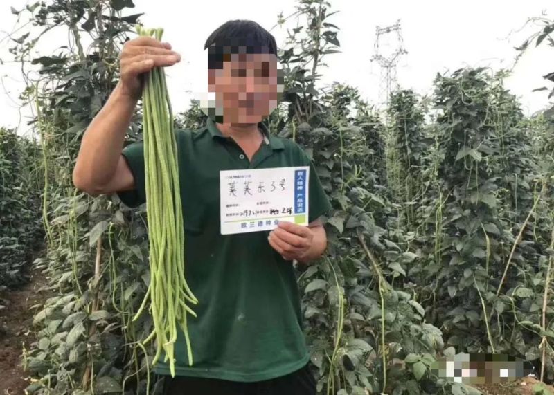 荚荚乐3号长豆角种子翠绿条豇豆种子荚条顺直不鼓籽纤维少