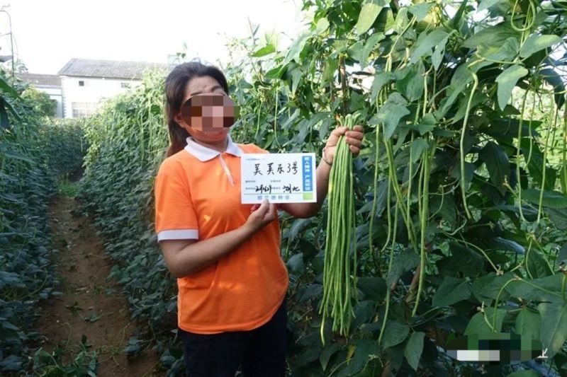 荚荚乐3号长豆角种子翠绿条豇豆种子荚条顺直不鼓籽纤维少