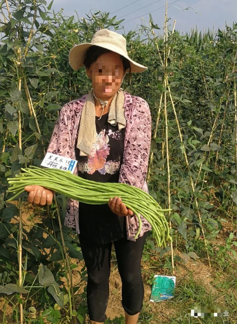 荚荚乐3号长豆角种子翠绿条豇豆种子荚条顺直不鼓籽纤维少