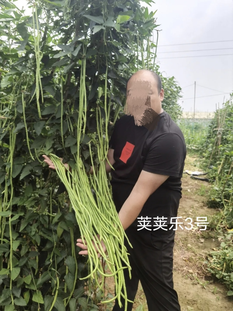 荚荚乐3号长豆角种子翠绿条豇豆种子荚条顺直不鼓籽纤维少