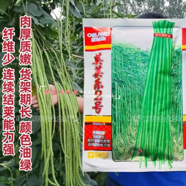 荚荚乐2号长豇豆种子嫩绿油绿豆角种子纤维少不易鼓籽春夏秋