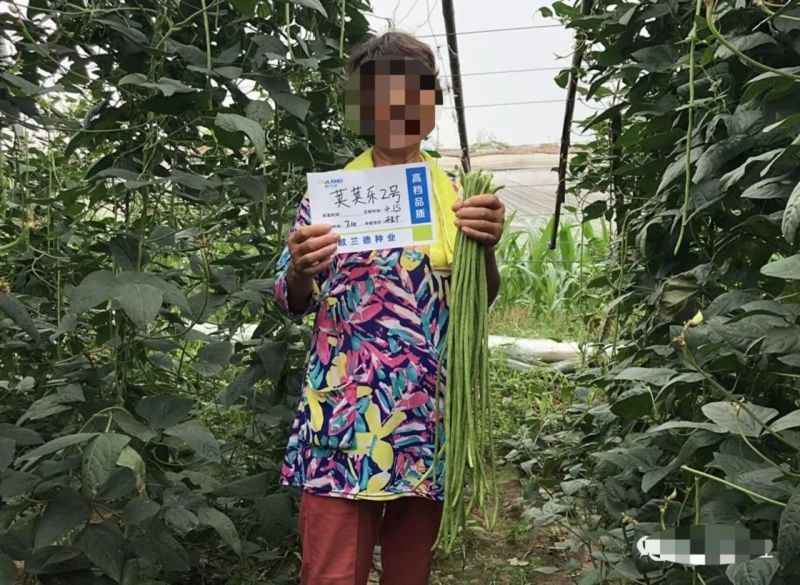 荚荚乐2号长豇豆种子嫩绿油绿豆角种子纤维少不易鼓籽春夏秋