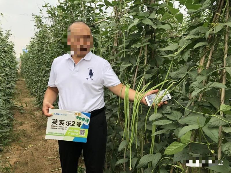 荚荚乐2号长豇豆种子嫩绿油绿豆角种子纤维少不易鼓籽春夏秋
