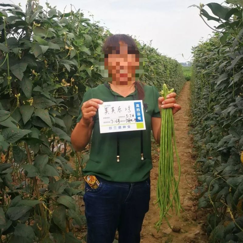 荚荚乐2号长豇豆种子嫩绿油绿豆角种子纤维少不易鼓籽春夏秋