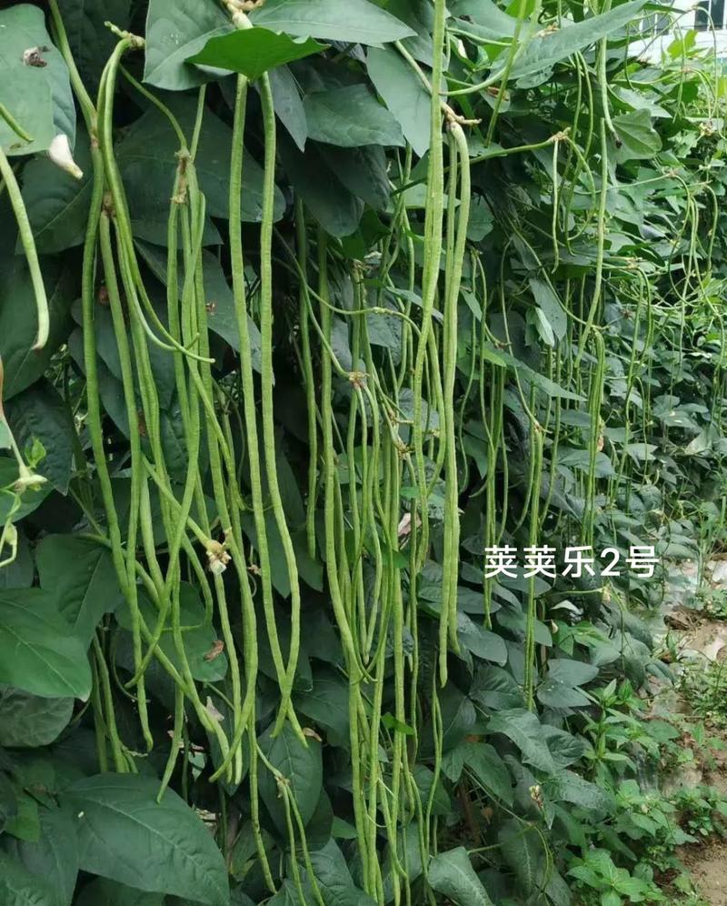 荚荚乐2号长豇豆种子嫩绿油绿豆角种子纤维少不易鼓籽春夏秋