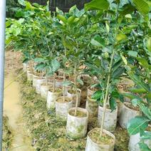 长期供应：红宝石青柚苗，越南青柚苗。