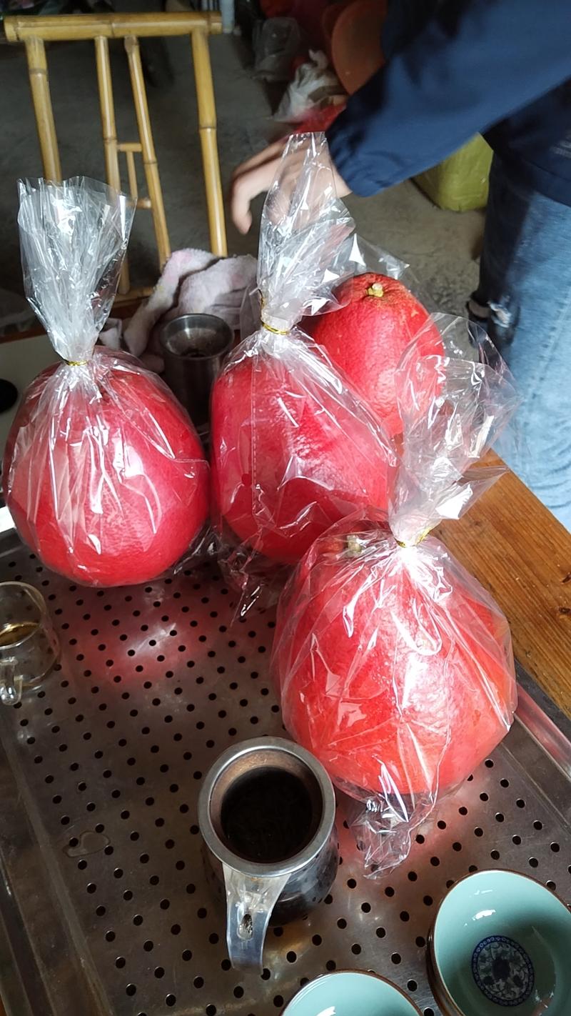 长期供应：红宝石青柚苗，越南青柚苗。