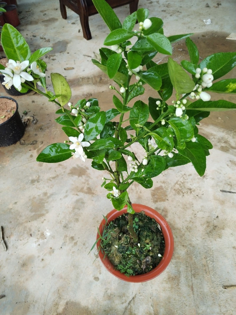 长期供应：红宝石青柚苗，越南青柚苗。