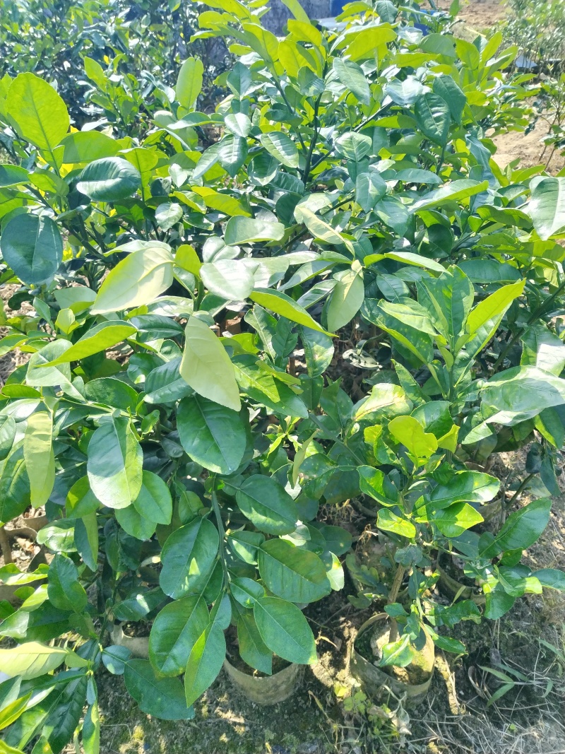 长期供应：红宝石青柚苗，越南青柚苗。