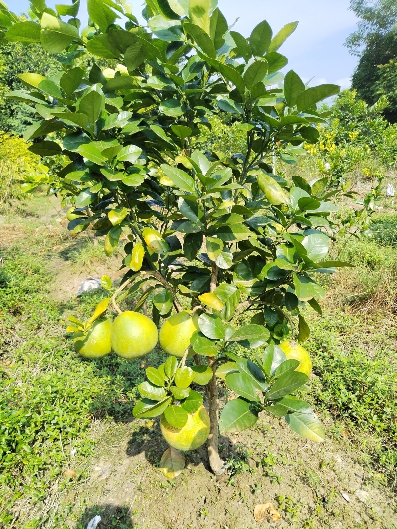 长期供应：红宝石青柚苗，越南青柚苗。