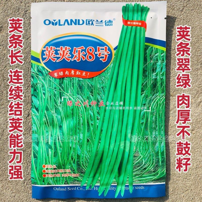 荚荚乐8号豆角种子翠绿条长豇豆种子肉厚不鼓籽荚条长豆角种