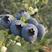 云南玉溪星湖优瑞卡蓝莓大量上市产地直发新鲜采摘量大从优