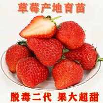 红颜草莓苗联盟2号脱毒二代苗果大丰产硬度好耐储存