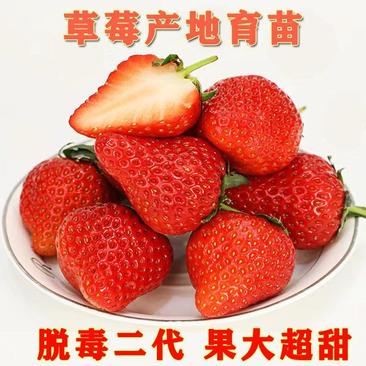 红颜草莓苗联盟2号脱毒二代苗果大丰产硬度好耐储存