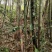 符竹笋