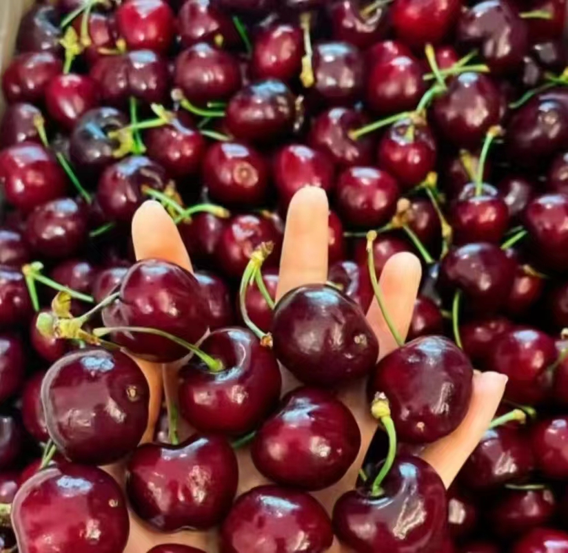 红色饱满的先锋大樱桃特写,背景虚化,突出果实的光泽与质感 先锋大樱桃果实特写