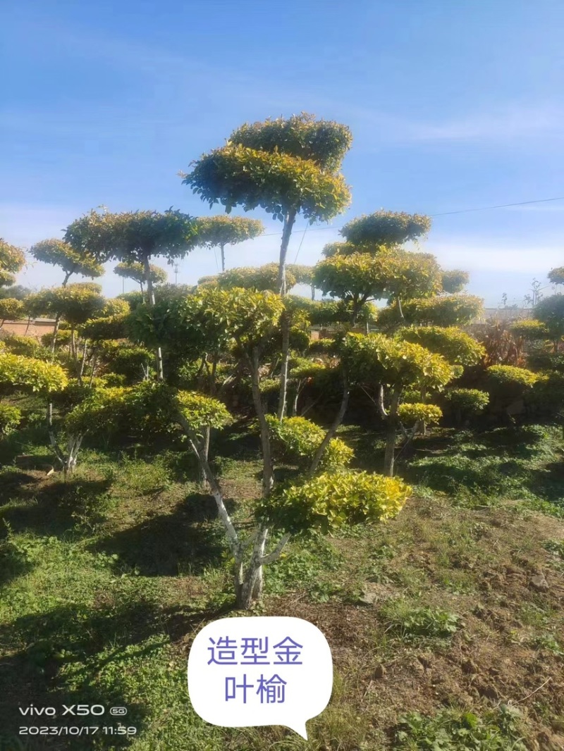 【金叶榆】优质供货，根系发达，品相好，一手货源，价格优惠