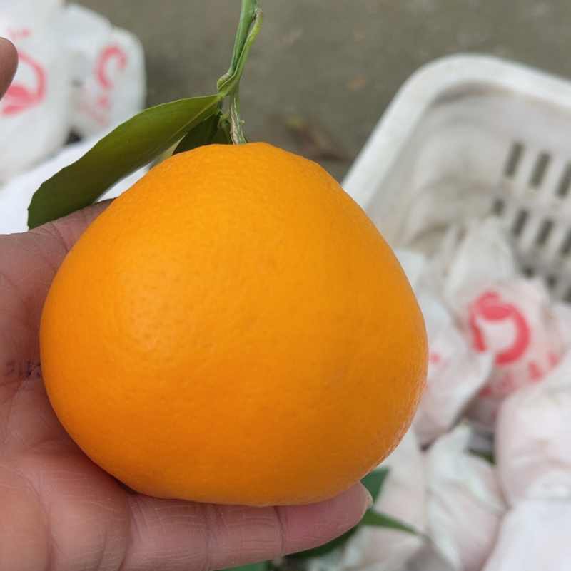 精品耙耙柑大果园七五起看货谈八五以上占九成