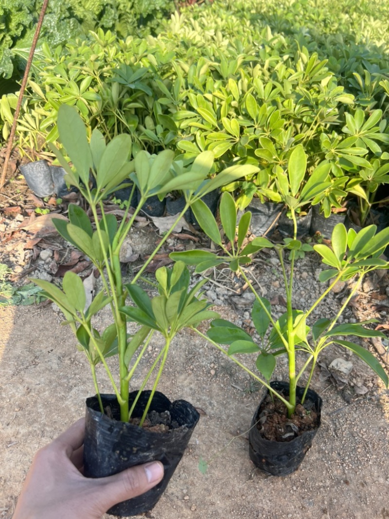 高度20厘米鸭脚木低价出售