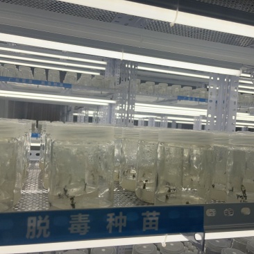 【热卖红薯苗】实验室脱毒薯苗西瓜红红薯苗量大从优