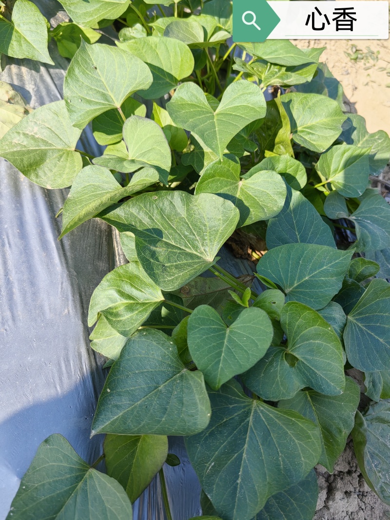 【热卖红薯苗】实验室脱毒薯苗西瓜红红薯苗量大从优