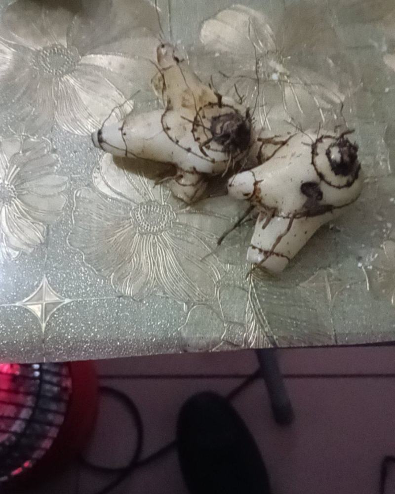 白芨