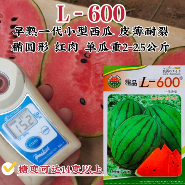 L600礼品西瓜种子早熟单果重4斤左右椭圆形耐裂