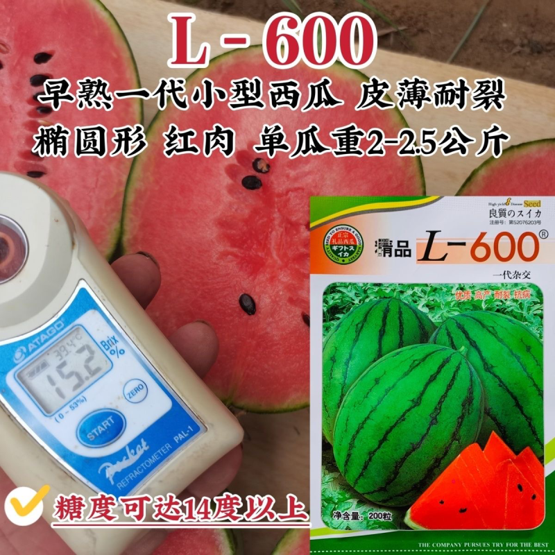 L600礼品西瓜种子早熟单果重4斤左右椭圆形耐裂