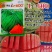 L600礼品西瓜种子早熟单果重4斤左右椭圆形耐裂