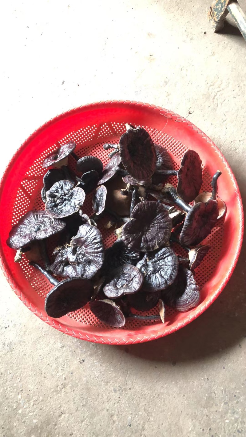 野生紫芝