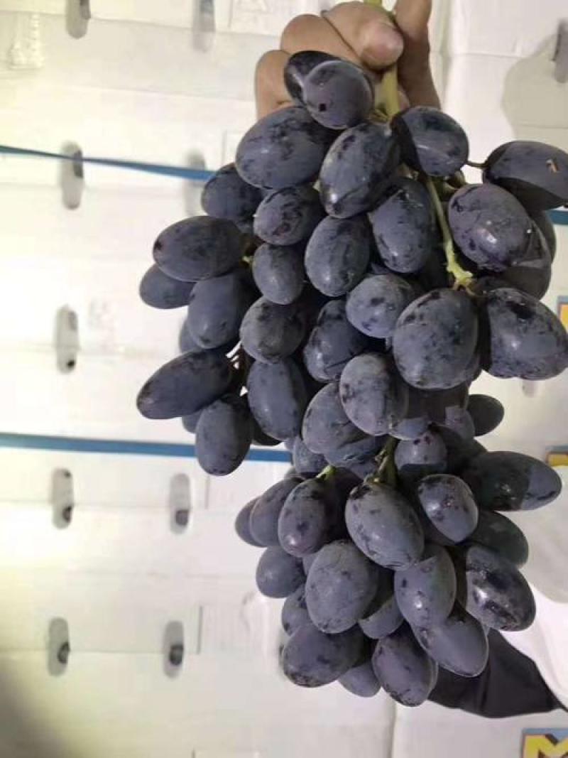 秋黑葡萄苗黑提葡萄苗基地直发纯度保证成活率高