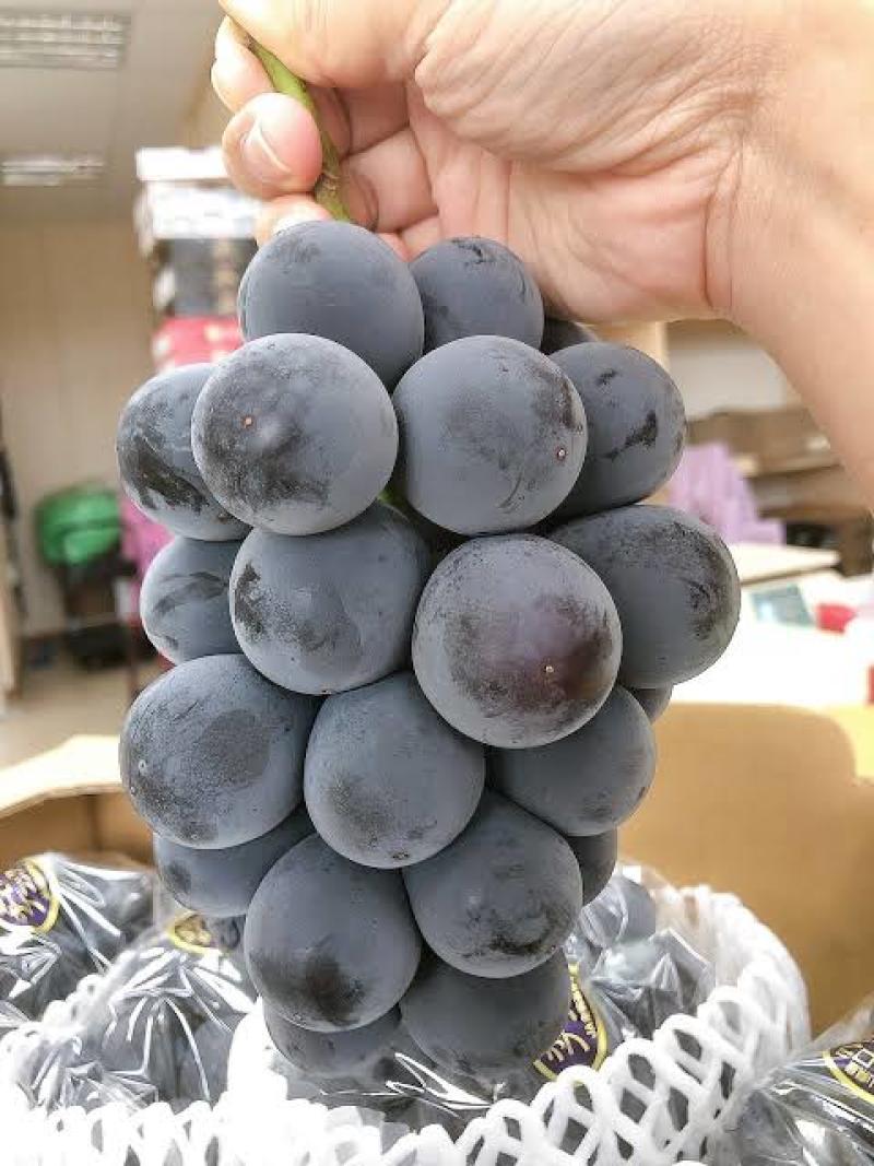 宝光嫁接苗基地直发纯度保证成活率高质量好根系发达