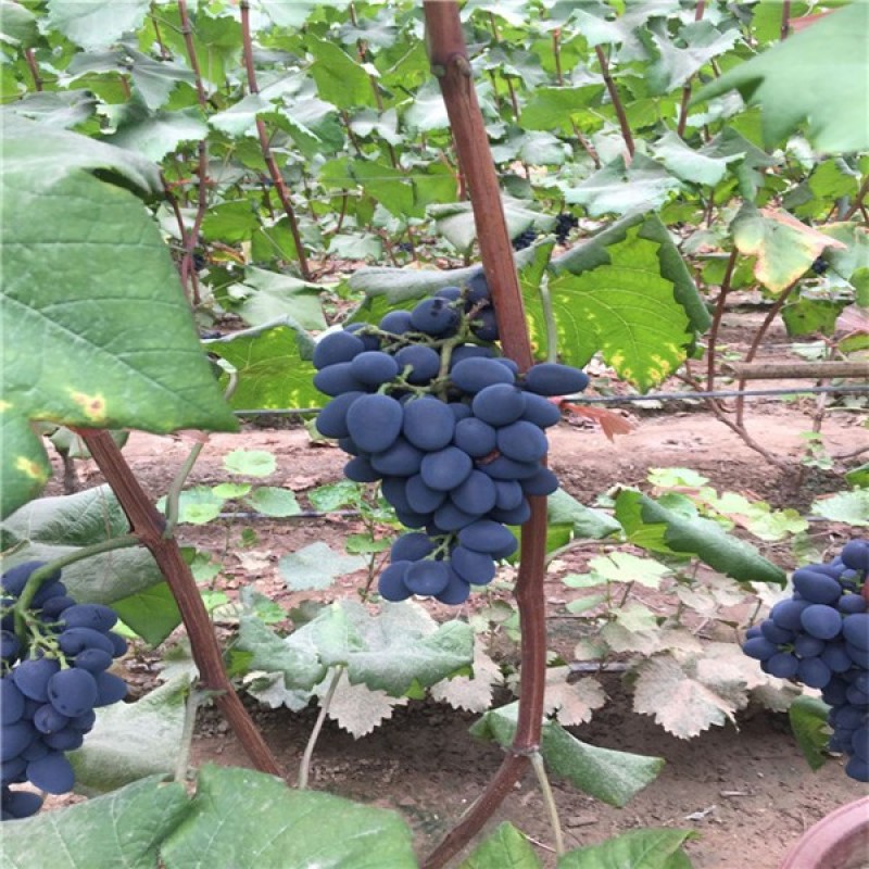 宝光嫁接苗基地直发纯度保证成活率高质量好根系发达