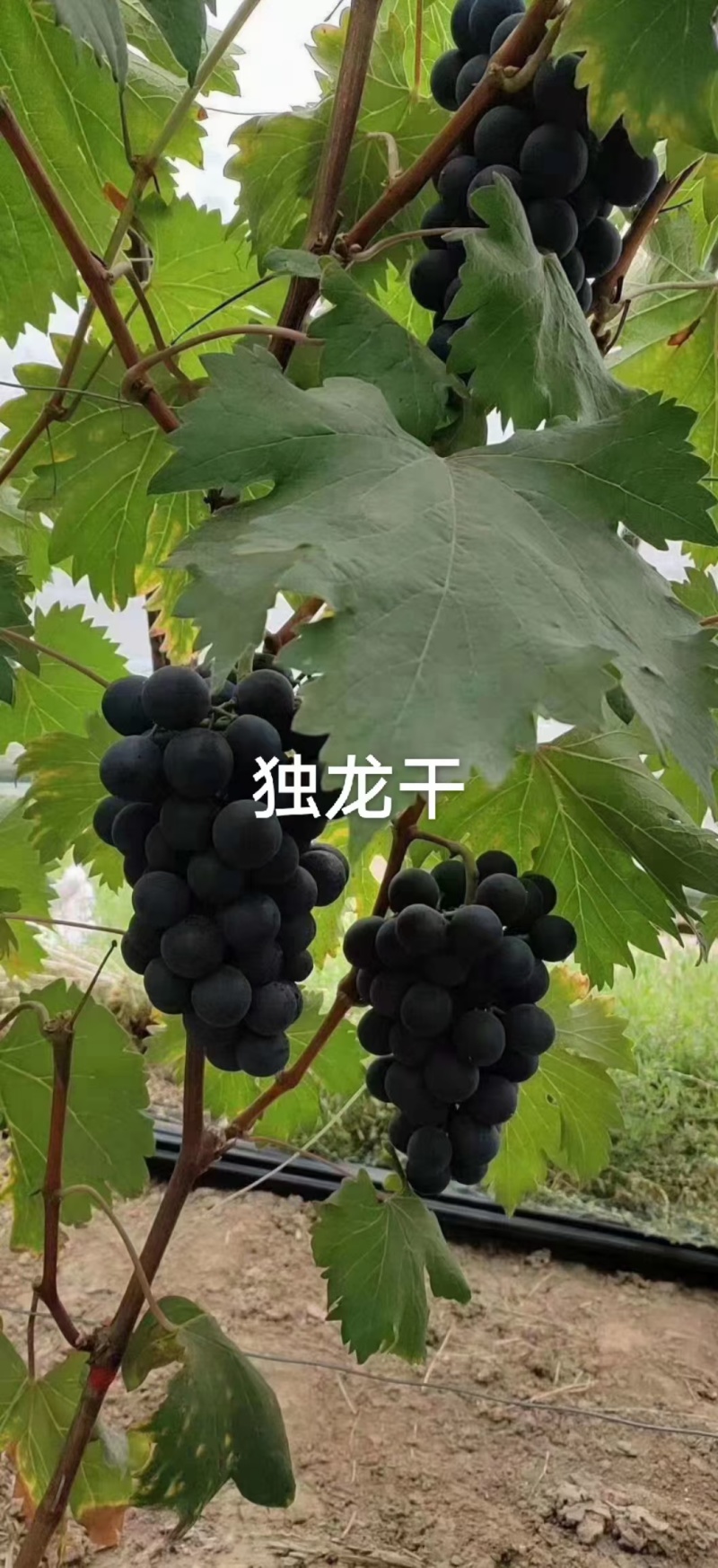 宝光嫁接苗基地直发纯度保证成活率高质量好根系发达