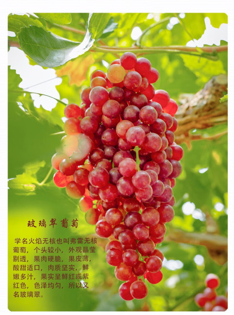 火焰无核佛雷无核新疆特别发展品种